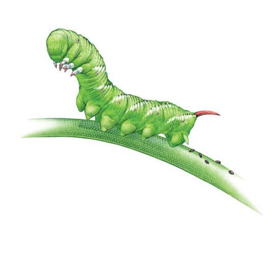 Organic Tomato Hornworm Control: Protect Tomato Plants
